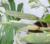 The Monstera variegata paid off for me! Here’s how