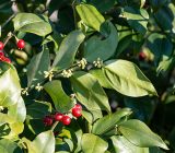 Sarcococca cultivation and care: advice on the scented plant