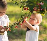 June or Cireșar marks the beginning of an unforgettable summer!