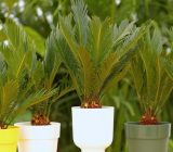 Cycas revoluta: complete guide to the care and cultivation of the fossil plant
