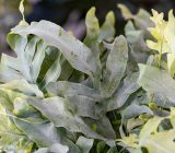 Do you have little light at home? The Blue Star Fern is for you!