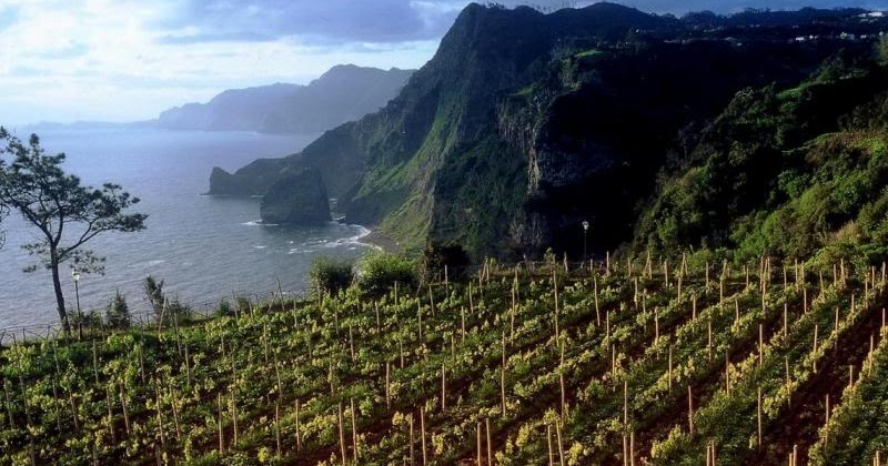 vineyard plantation in Madeira