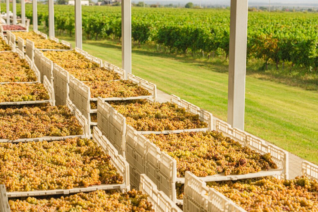 wines obtained with the Appassimento method