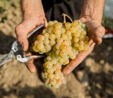 Manual harvesting vs. mechanized: advantages and disadvantages