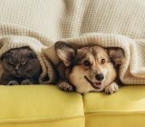 6+1 pet-friendly plants, the best for our 4-legged friends!