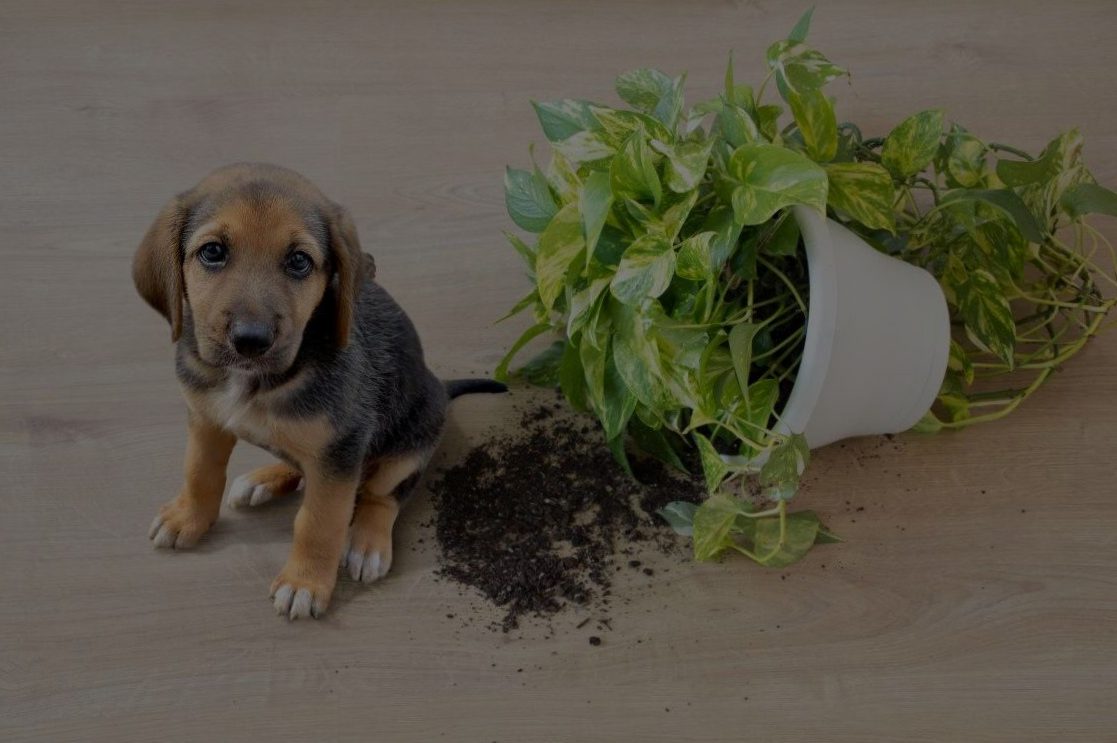 6+1 pet-friendly plants, the best for our 4-legged friends!