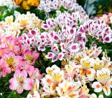 Alstroemeria, care and cultivation of the fire lily
