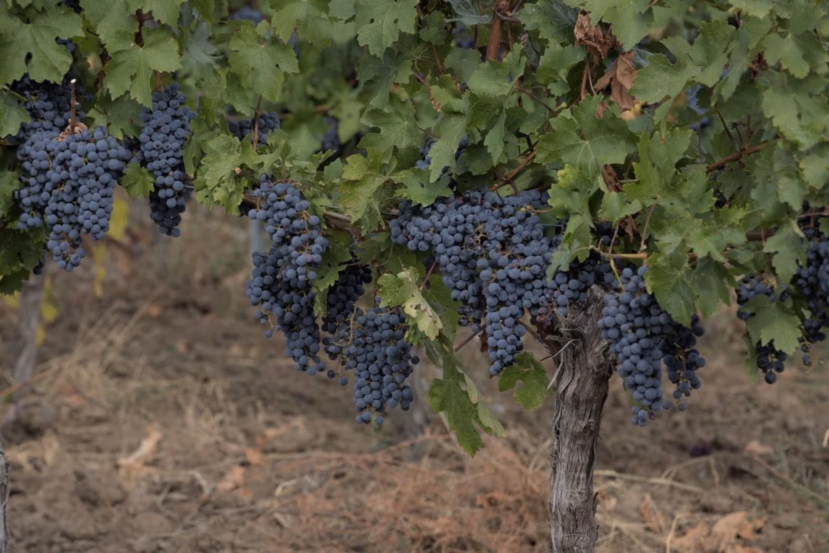 From the vineyard to the glass: the grape’s journey towards the best wines