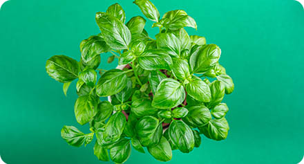 Bushy and lush basil plant on a green background