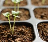 Growing plants from seeds The importance of the environment