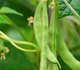 How to eliminate lice from green bean plants: natural remedies