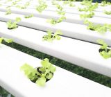 Hydroponics, what it is and how to do it!