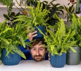 Nephrolepis, the Boston fern