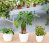 Plants that bring money? Here are some good luck ideas