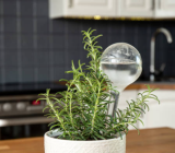 Self-watering plants: here’s how to do it