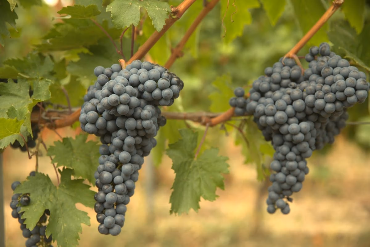 What is tannin and what role does it play in the preservation of wines?