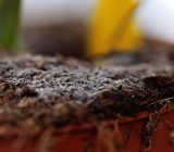 White mold on soil, is it bad for plants? Why is it created? How to remove it?