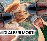 Why does the elm dry out? How to identify and treat graphosis disease