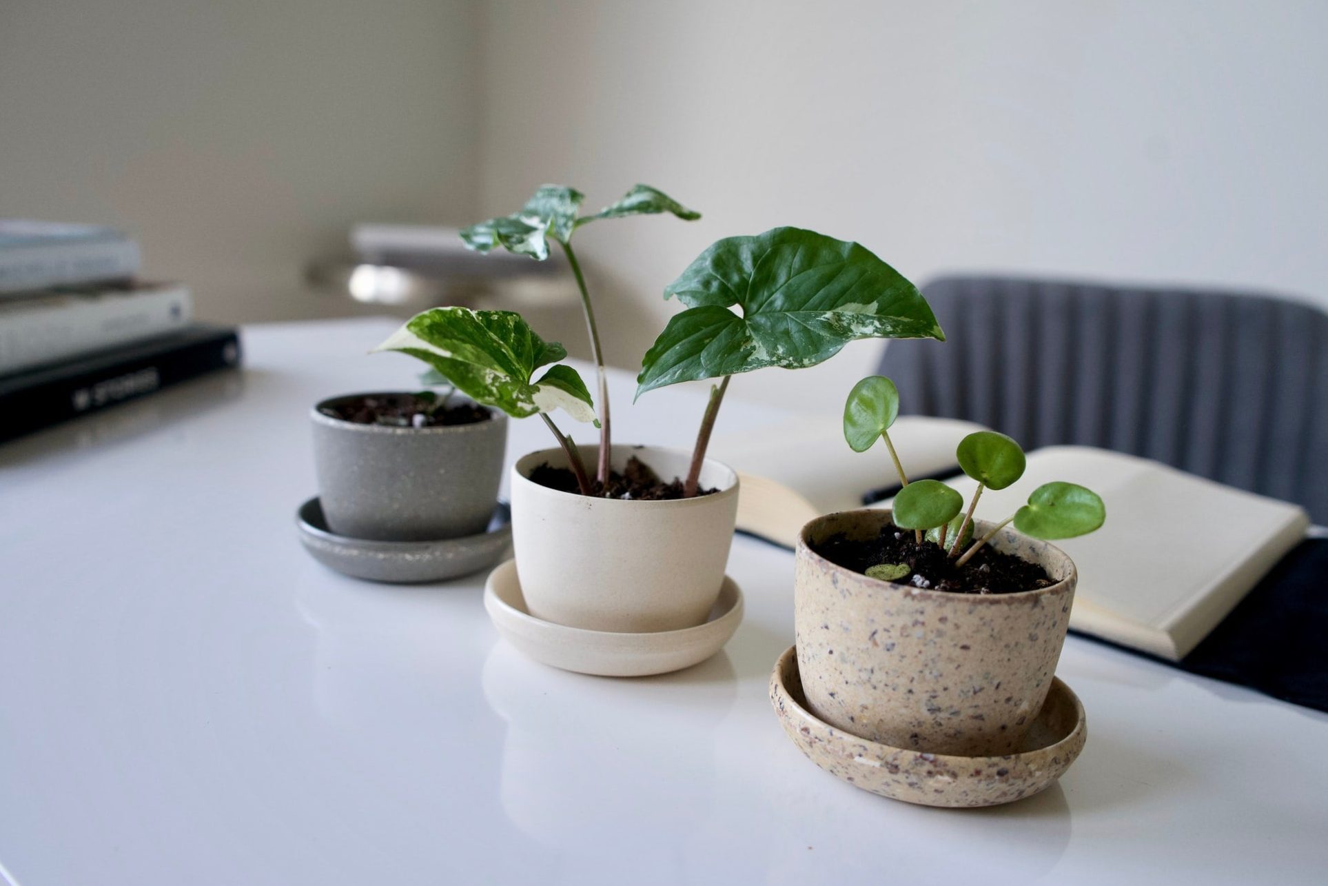 essential care tips! » Sell Plants Online
