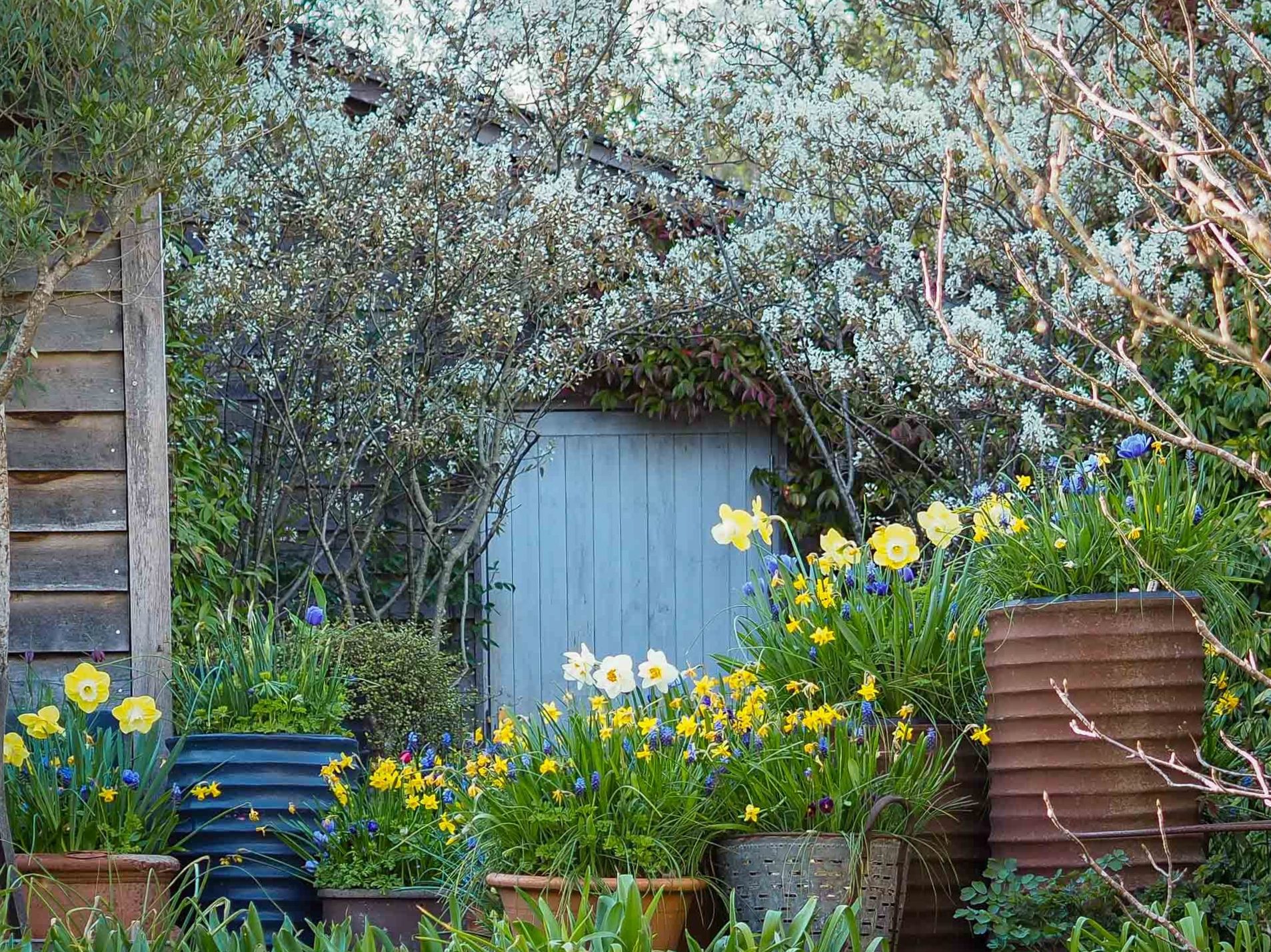 Furnishing the garden with plants: practical solutions