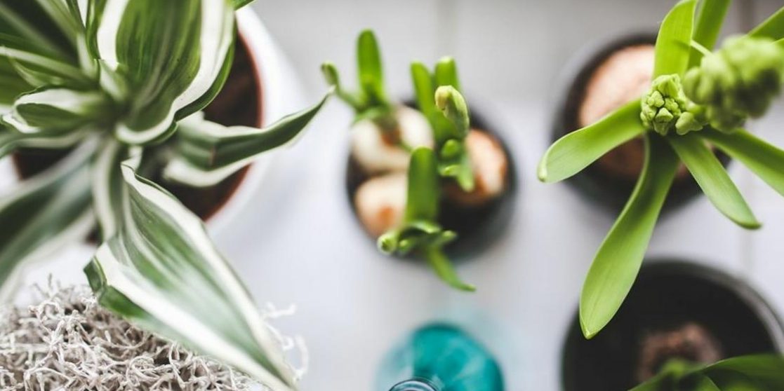 Gel water for plants: advice on use