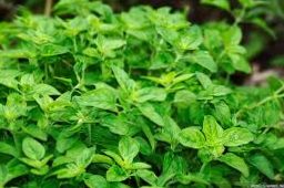 Growing medicinal plants: everything about how to grow and care for them