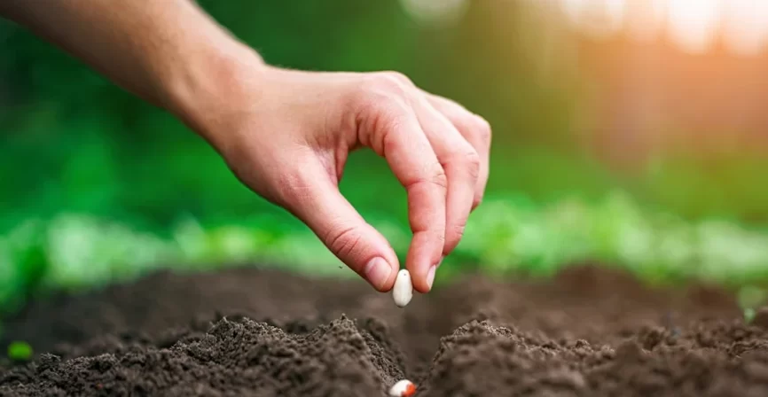 Growing plants from seeds The importance of the environment