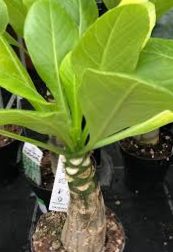 Hawaiian palm, care and cultivation