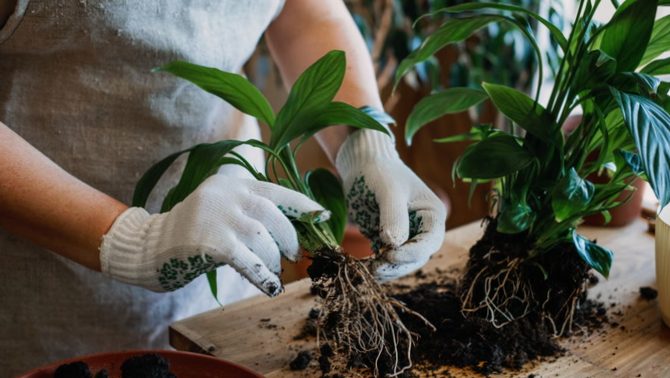 Here's how to repot a houseplant!