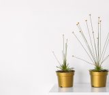 how to care for a Syngonanthus Chrysanthus plant