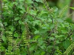 How to eliminate lice from green bean plants: natural remedies
