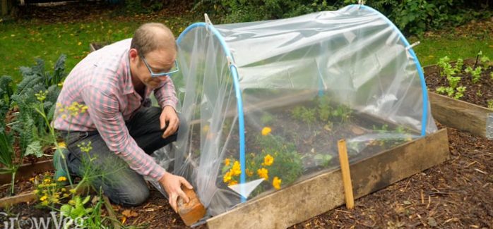 How to protect your garden plants from the cold?