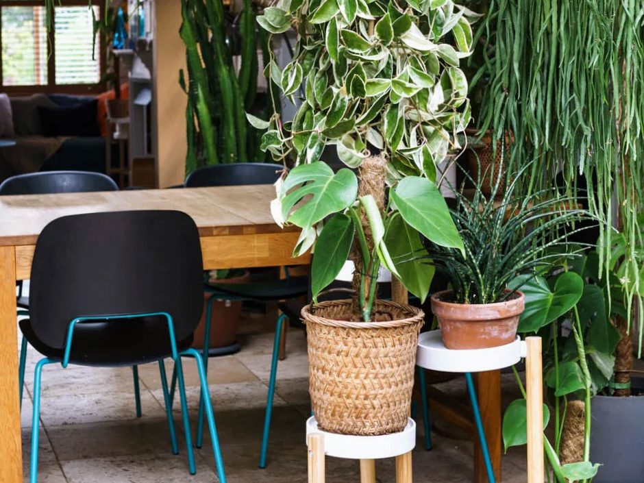 How to shelter indoor plants?