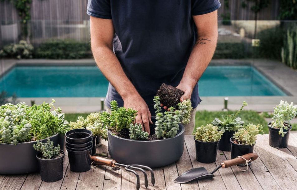 How to sow succulents: step by step guide