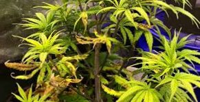 Magnesium deficiency in plants: how to intervene