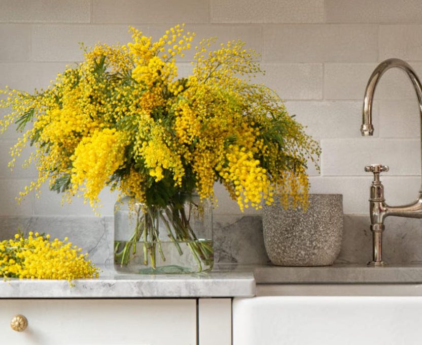 Mimosa, strength and femininity! - Online Plant Sales