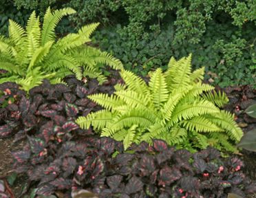 Nephrolepis, the Boston fern