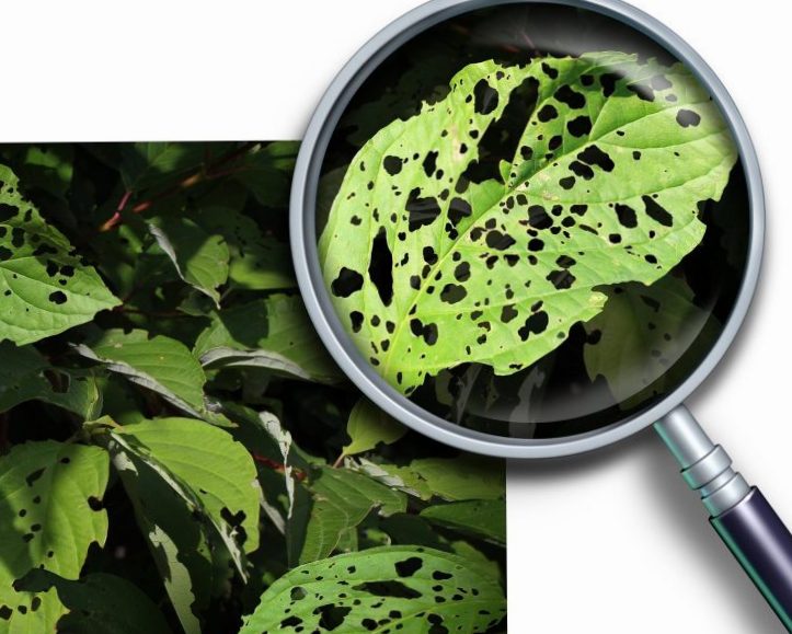 Plant bacteria: diseases and remedies