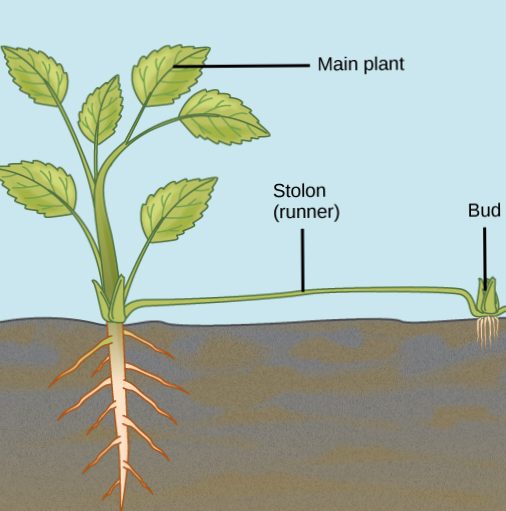 Plant fertilization: when and how to do it
