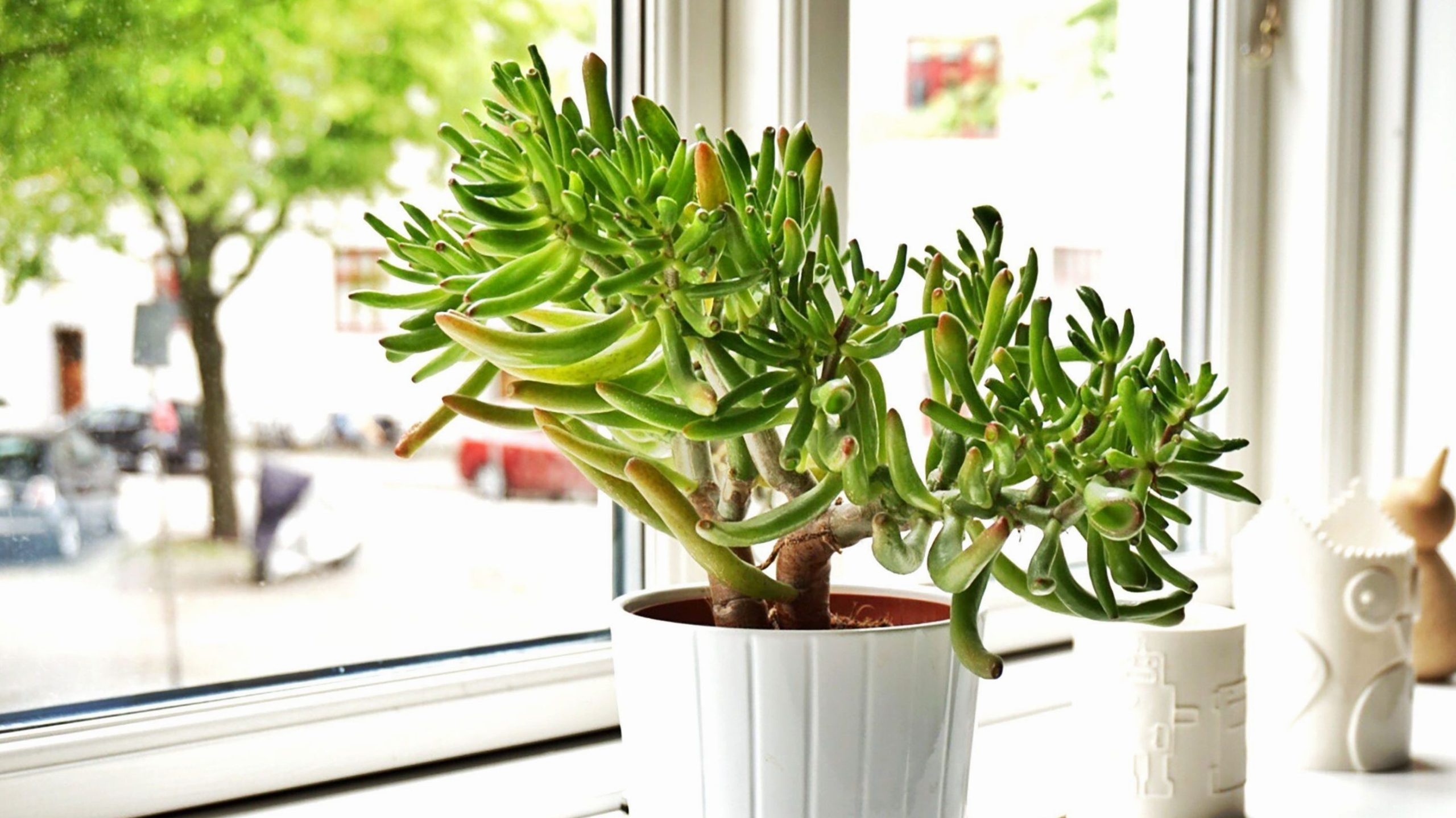 Plants that bring money? Here are some good luck ideas
