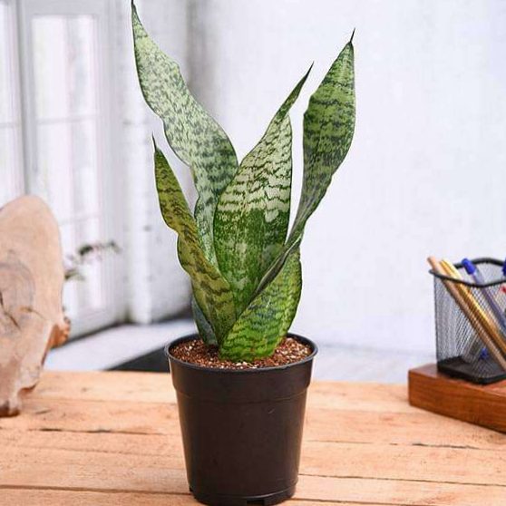Sansevierie, fighting plants! - Online Plant Sales