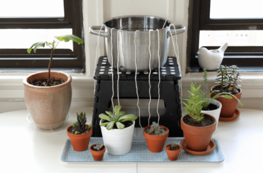 Self-watering plants: here's how to do it