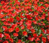 which ones to choose and how to treat them