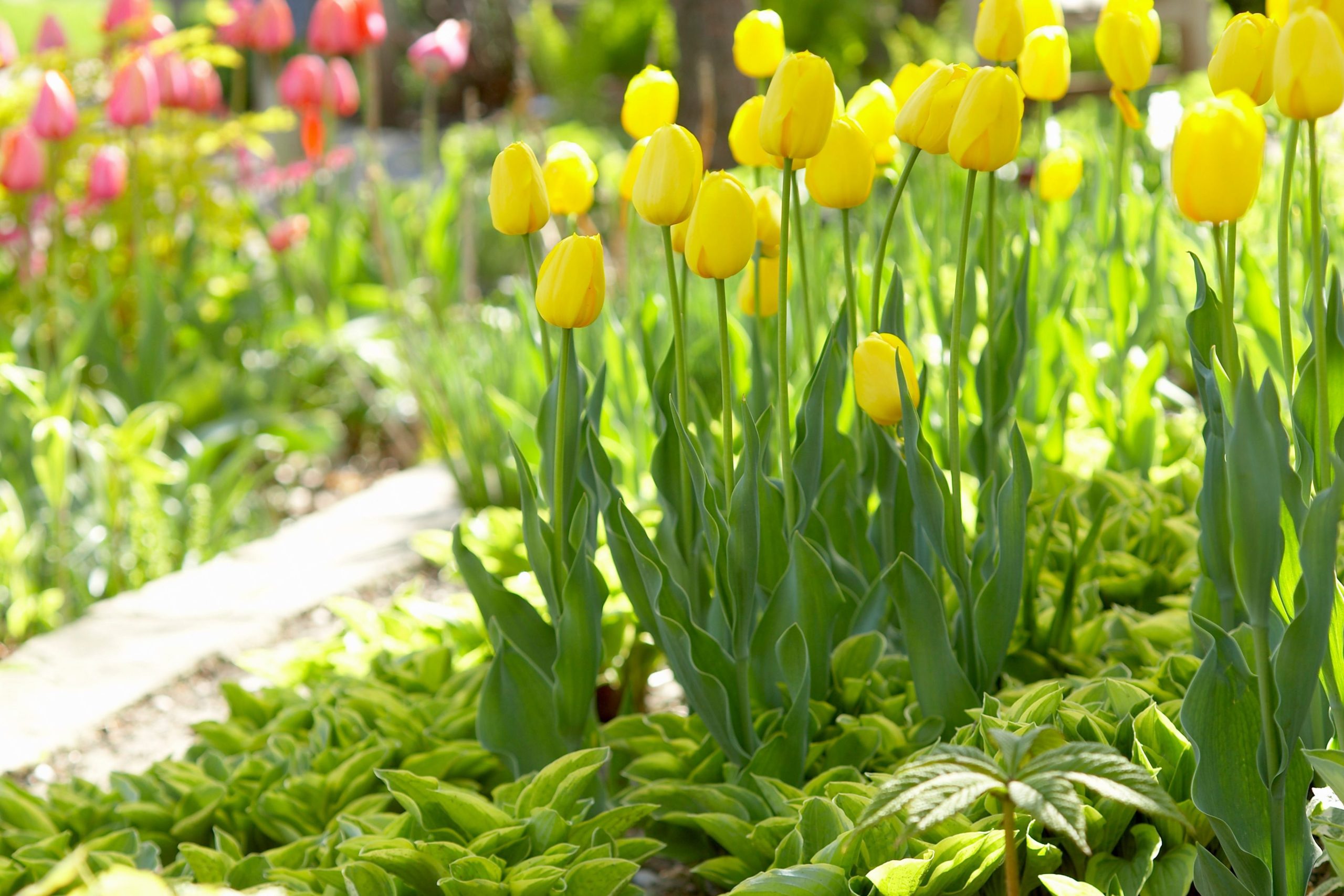 Wonderful Daffodils and Tulips... Here's how to grow them!