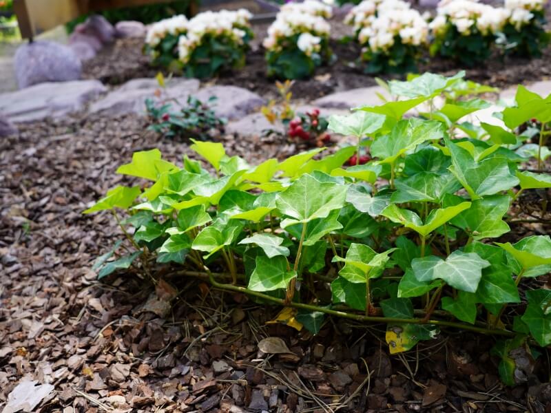 Ivy likes shade and looks beautiful. photo Lina Lubertaitė
