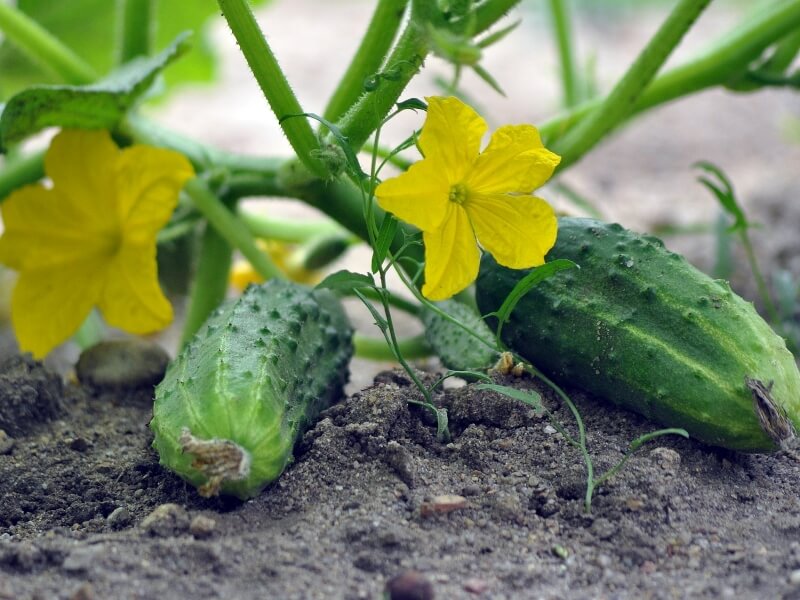 If the temperature is too high or too low during growth, this can also affect flower formation. photo Pixabay.com