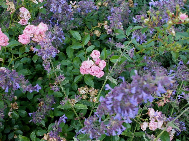 Roses are combined with other perennials