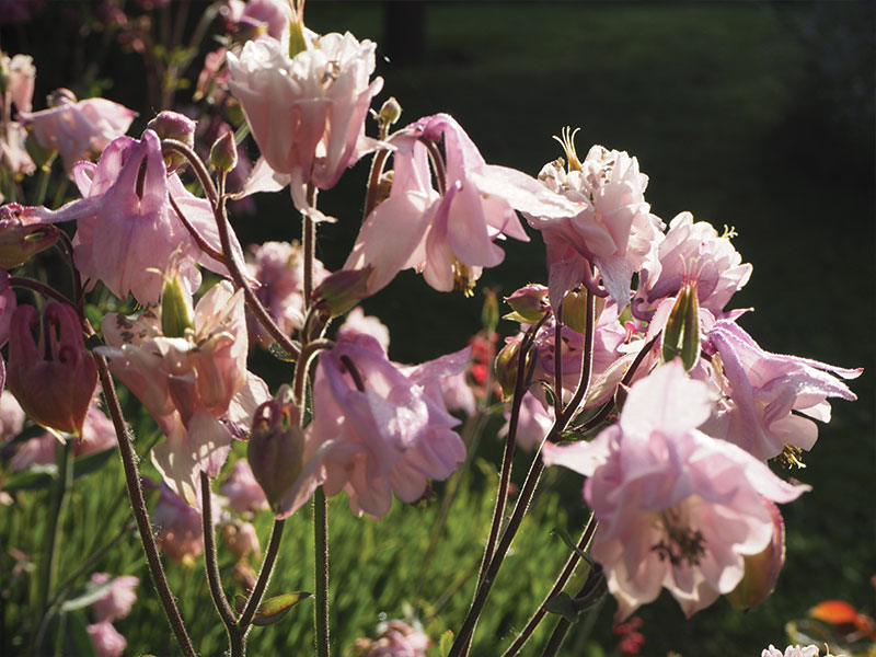 While we wait for the roses to bloom, the garden is beautifully decorated with synavadis. photo Giedrė Adomaitytė