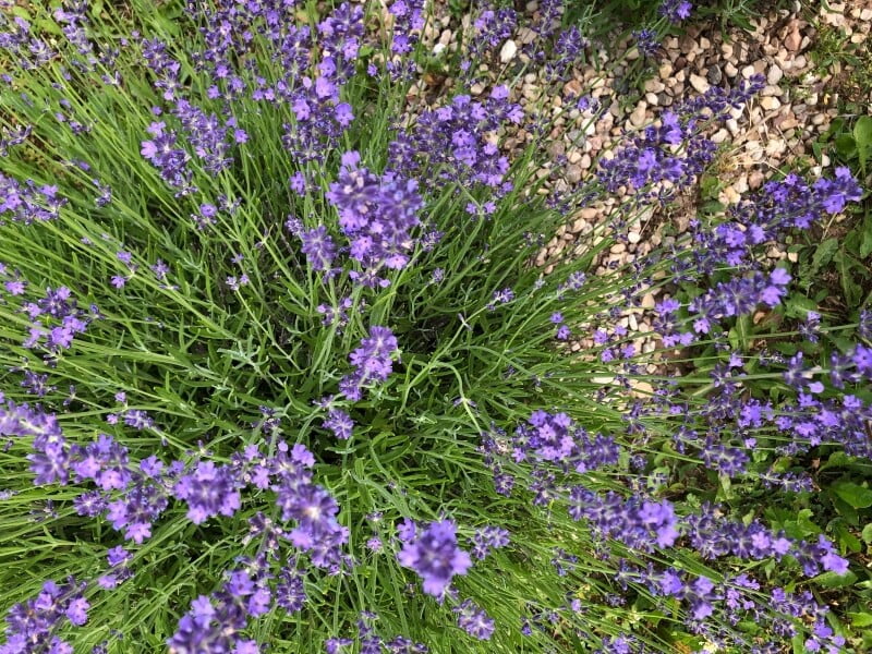 Regularly cut lavender becomes more beautiful and expressive. When pruning, shape the bushes at the same time. photo Lina Lubertaitė