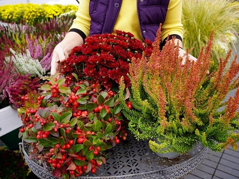 A combination of solid colors: chrysanthemums, blueberries, heather. photo L. Liubertaitė